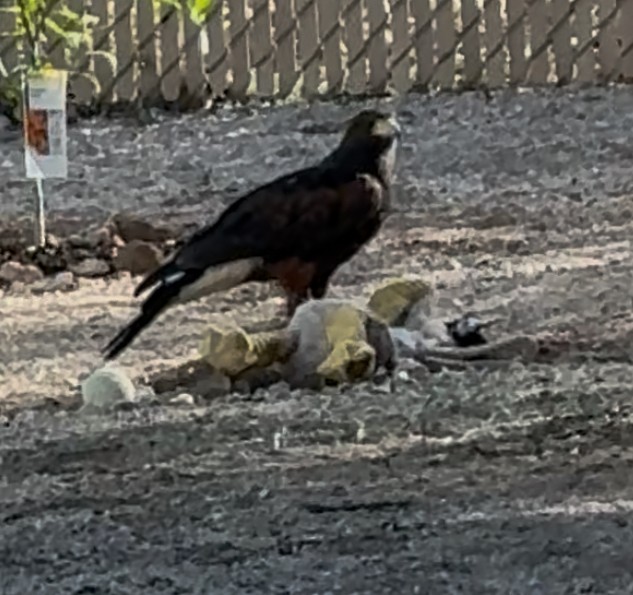 káně Harrisova - ML646593773