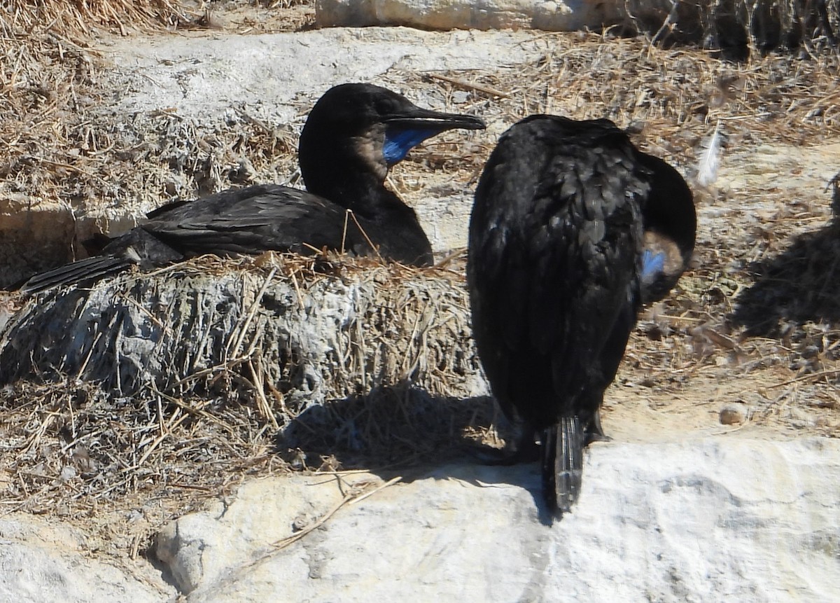 Brandt's Cormorant - ML646593774