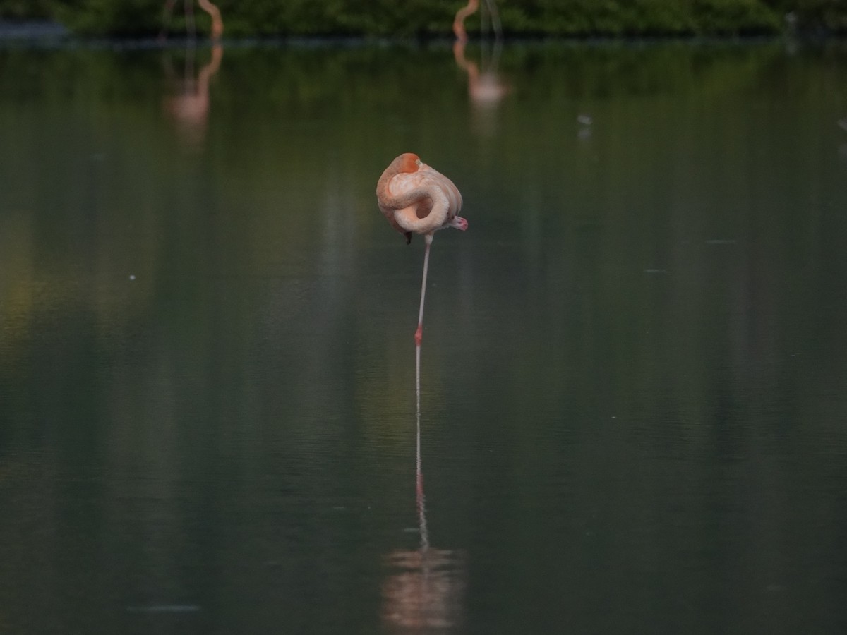 Фламінго червоний - ML646593775