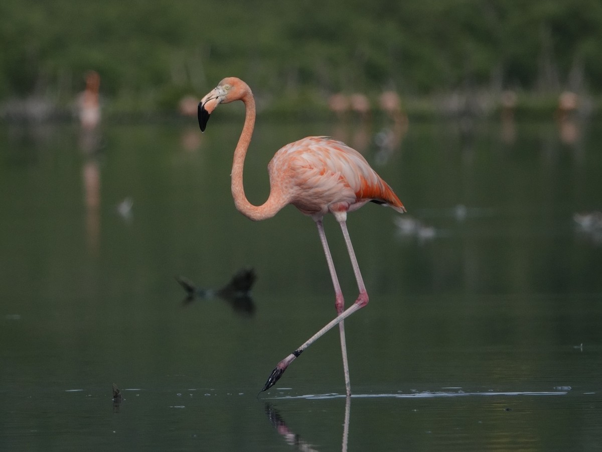 Фламінго червоний - ML646593776