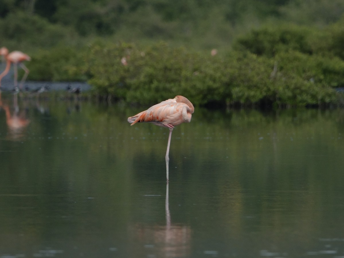 Фламінго червоний - ML646593777