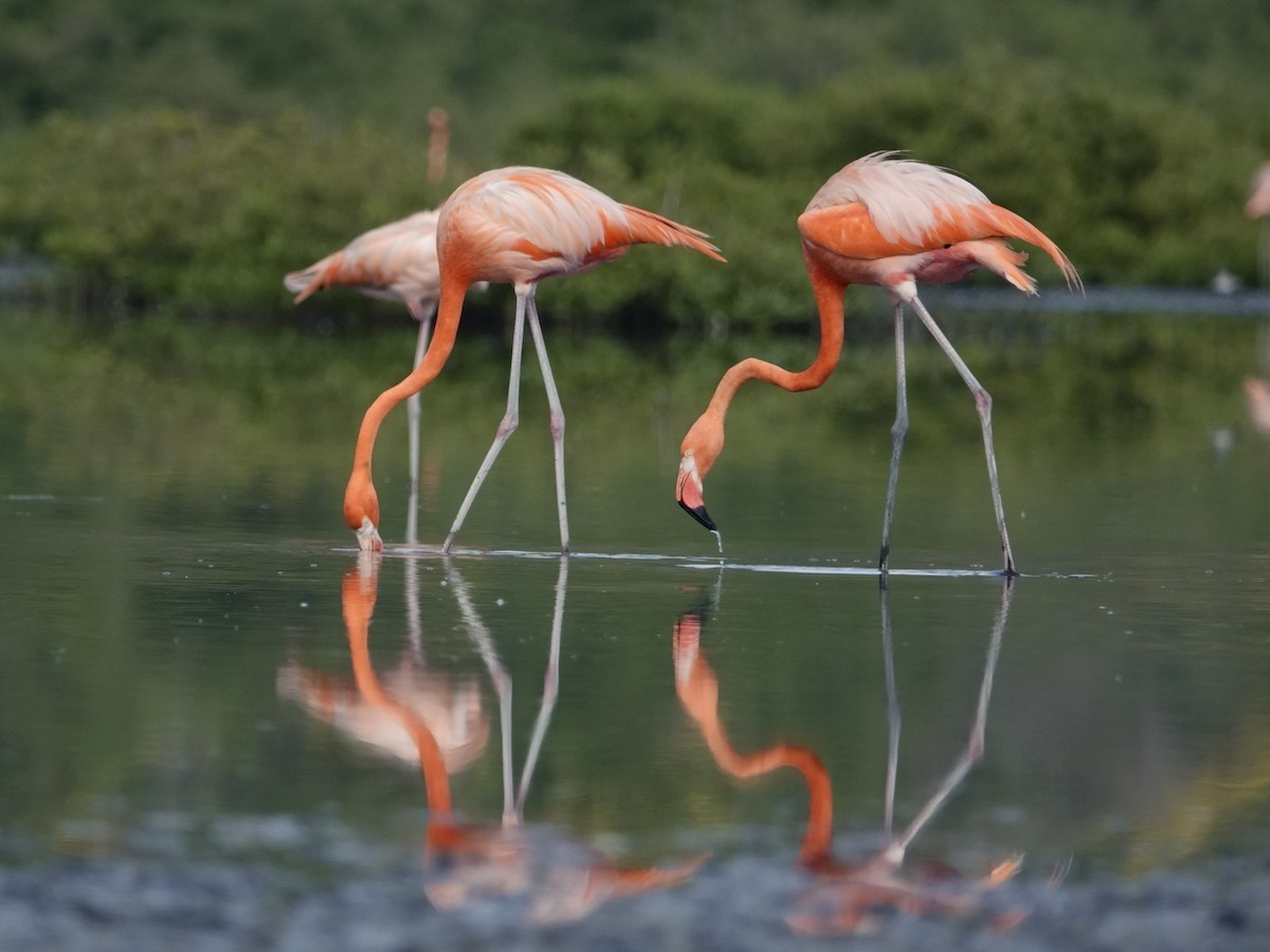 Фламінго червоний - ML646593778