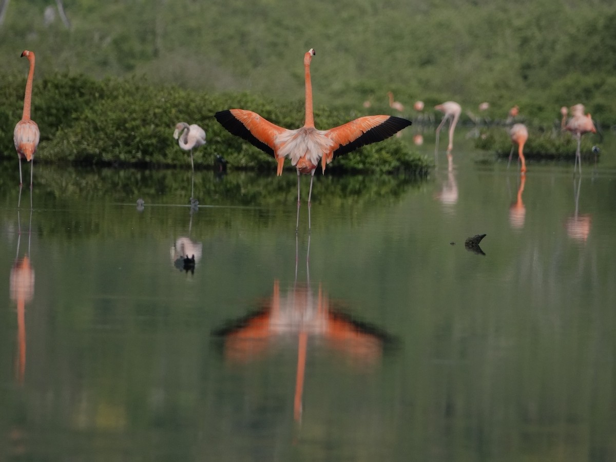 Фламінго червоний - ML646593779