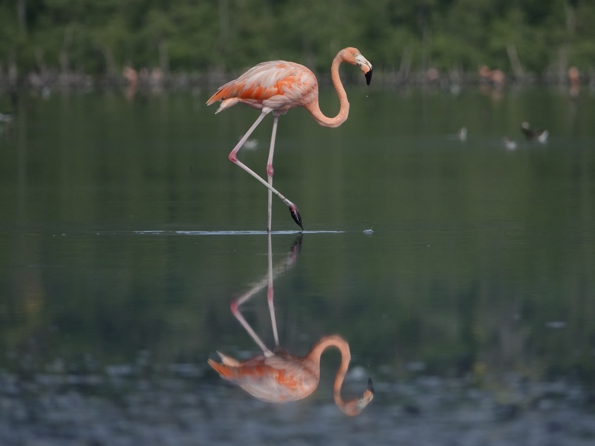 Фламінго червоний - ML646593780