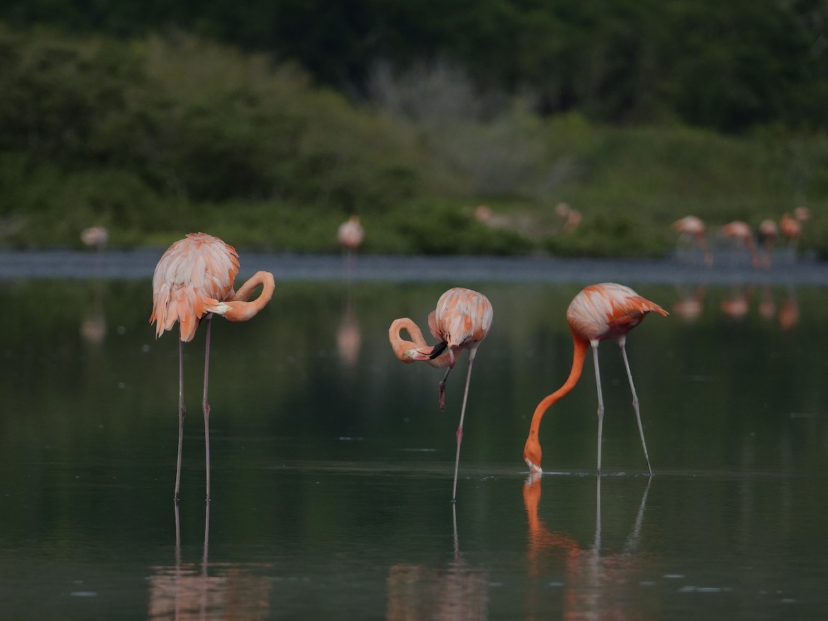 Фламінго червоний - ML646593781