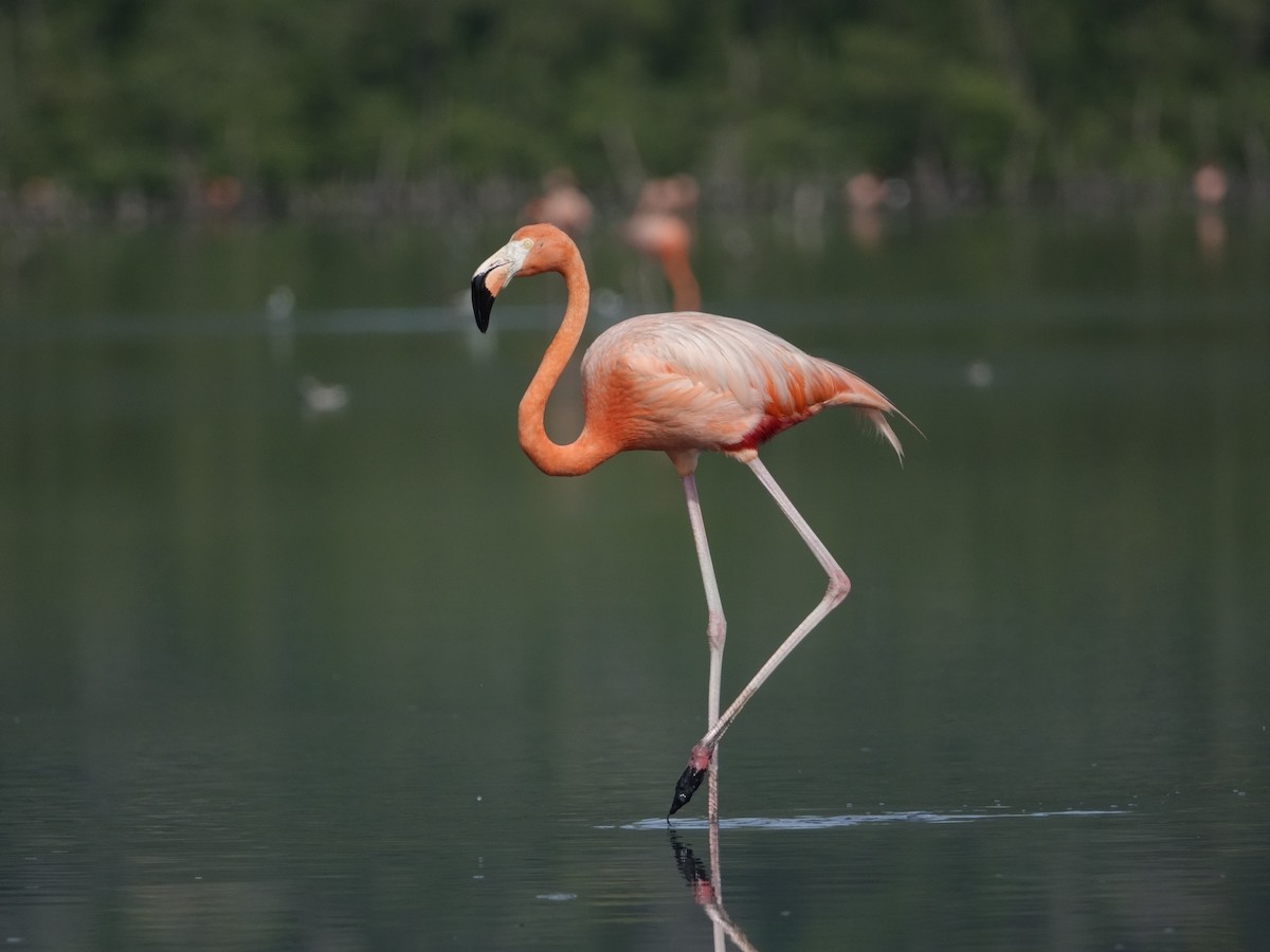 Фламінго червоний - ML646593782