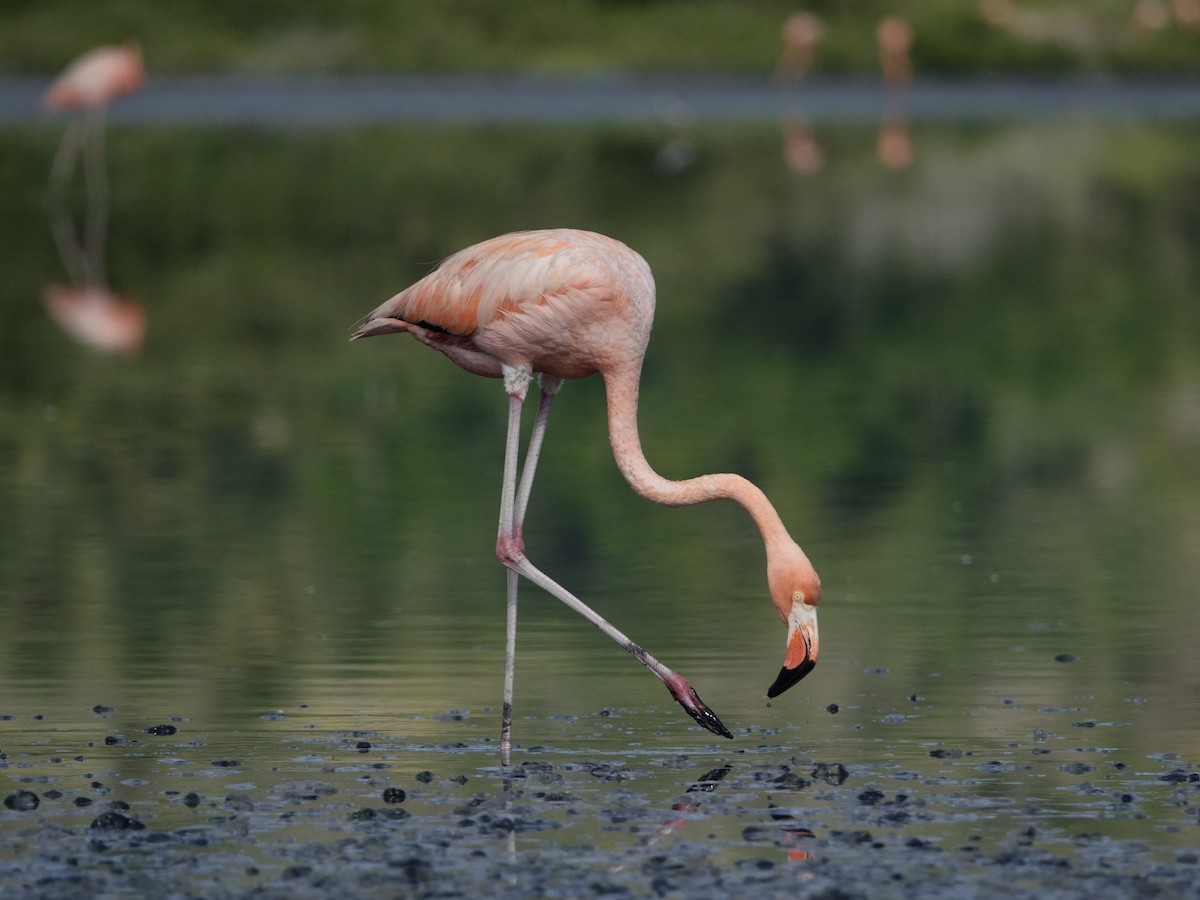 Фламінго червоний - ML646593783