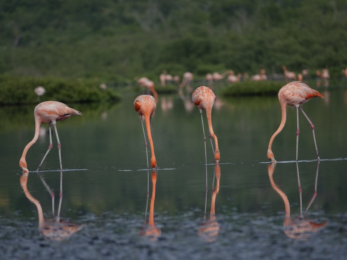 Фламінго червоний - ML646593784