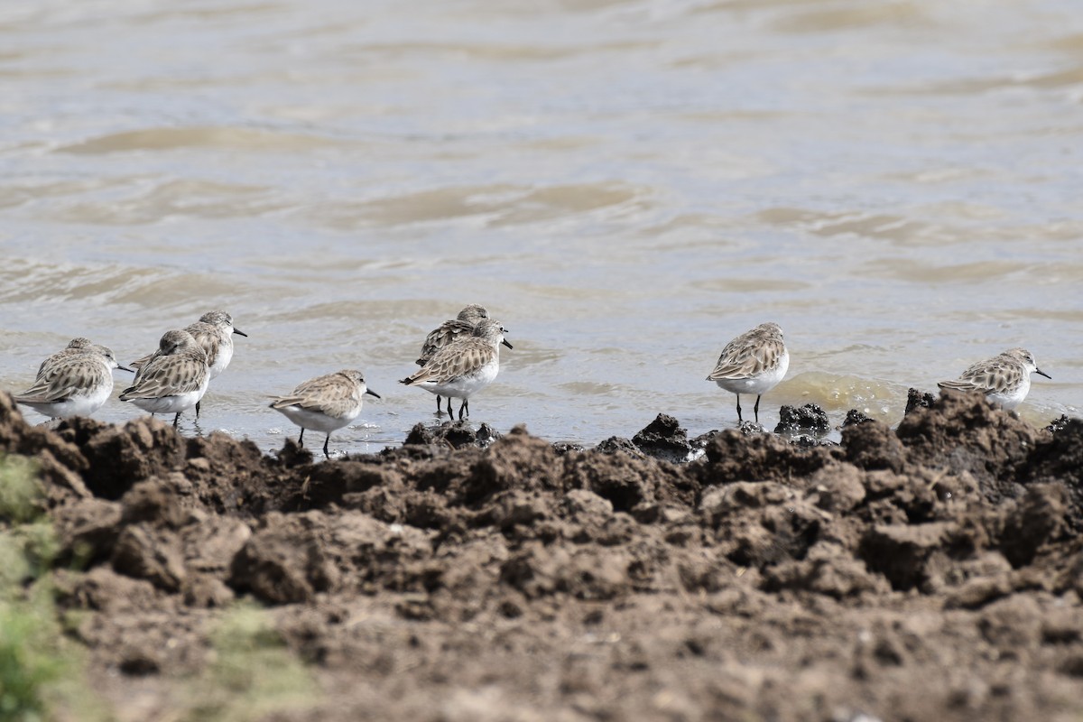 Little Stint - ML646593785