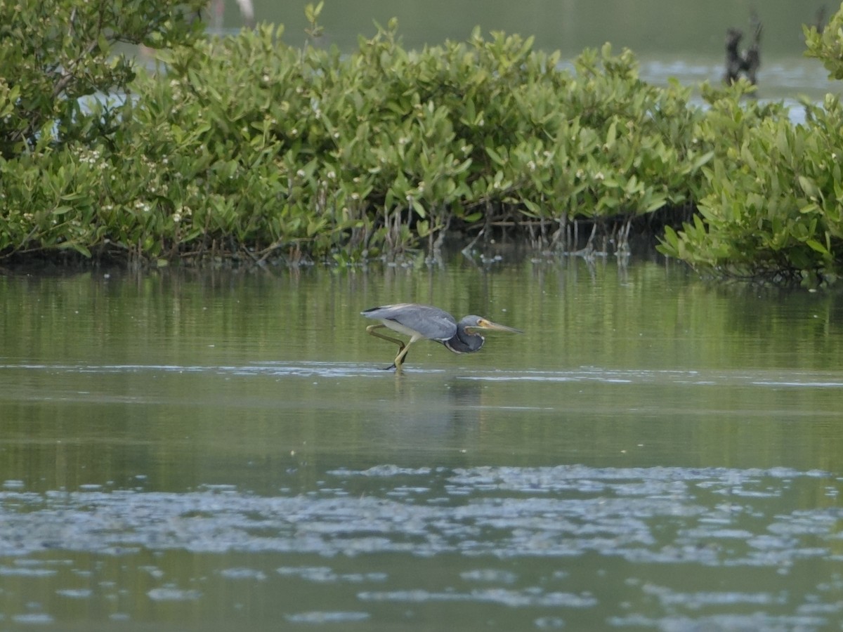 Чепура трибарвна - ML646593790