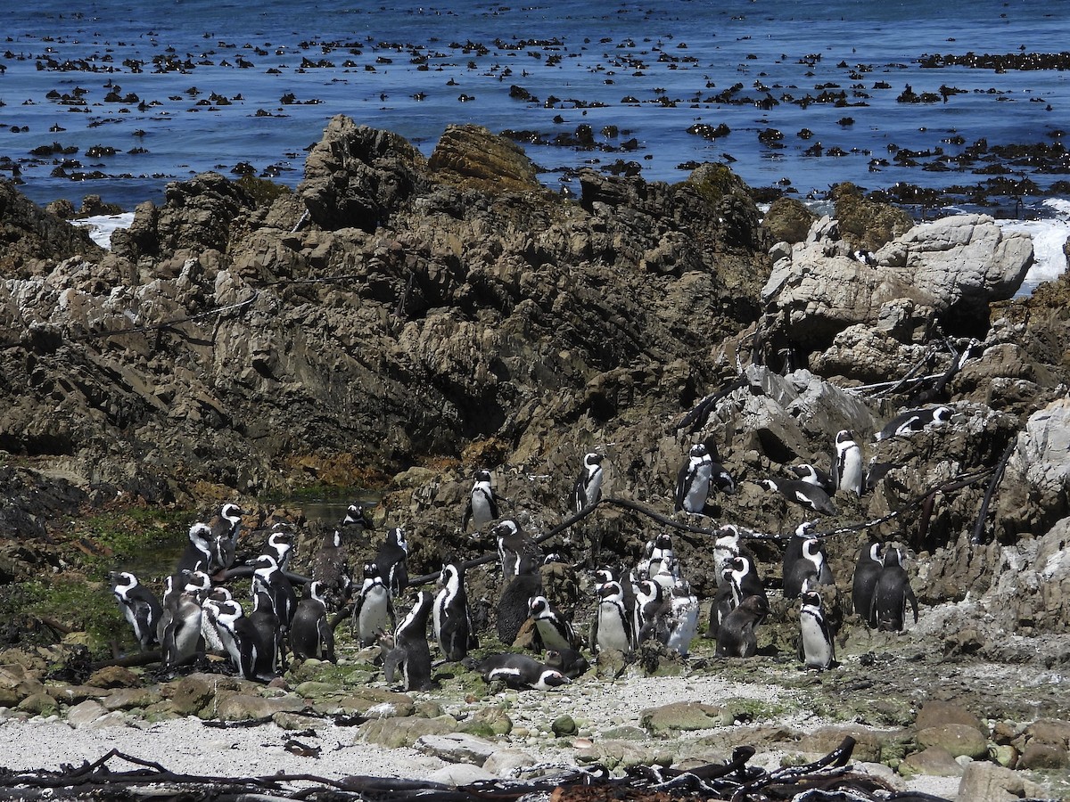 Kap Pengueni - ML646593791