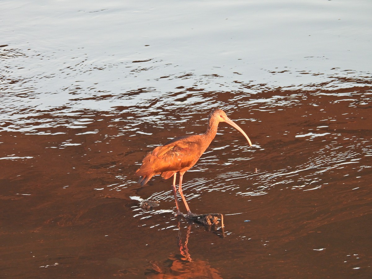 Beltzaran musuzuria - ML646593801