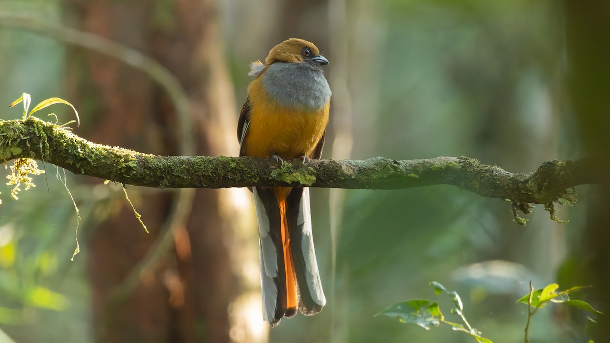 Trogon de Whitehead - ML646593810