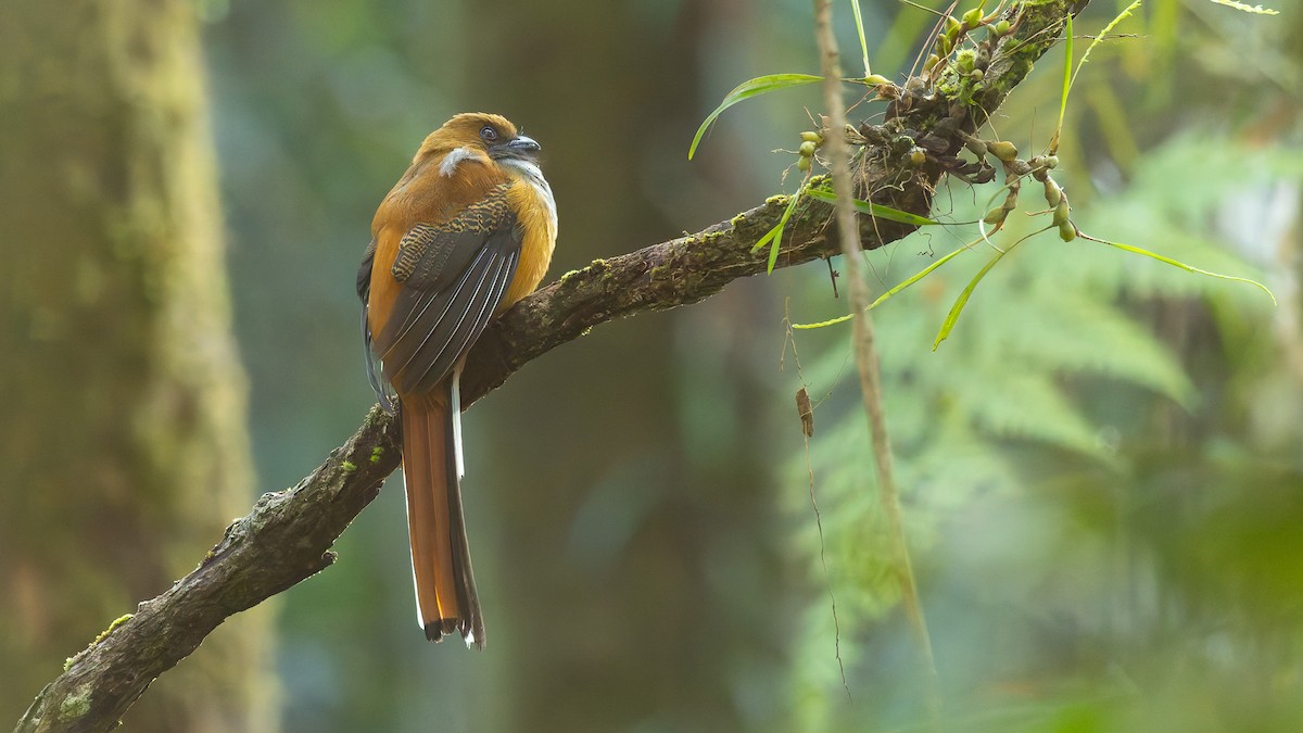Trogon de Whitehead - ML646593811