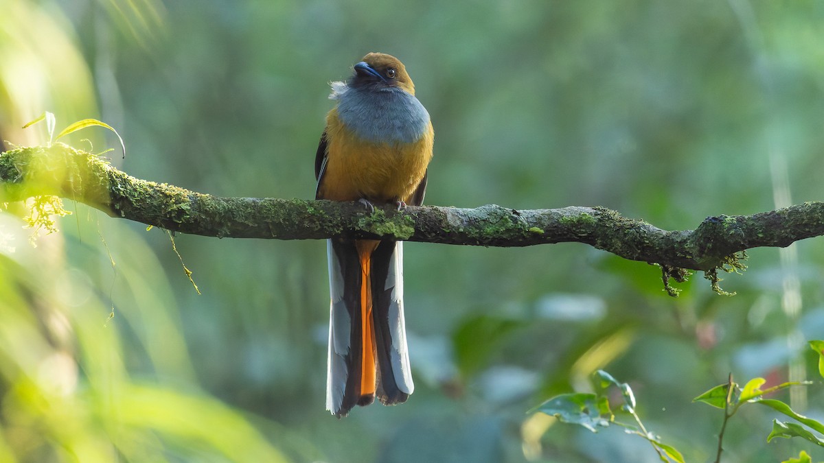 Trogon de Whitehead - ML646593812