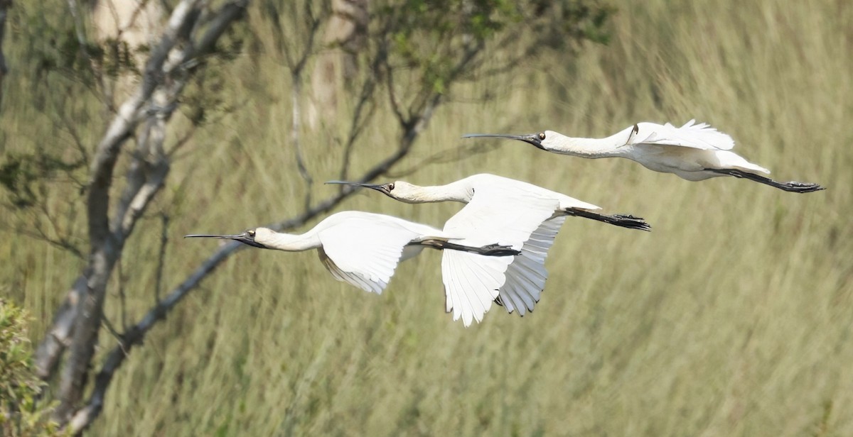 Royal Spoonbill - ML646593813
