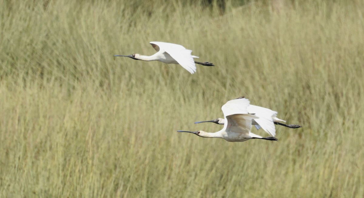 Royal Spoonbill - ML646593814