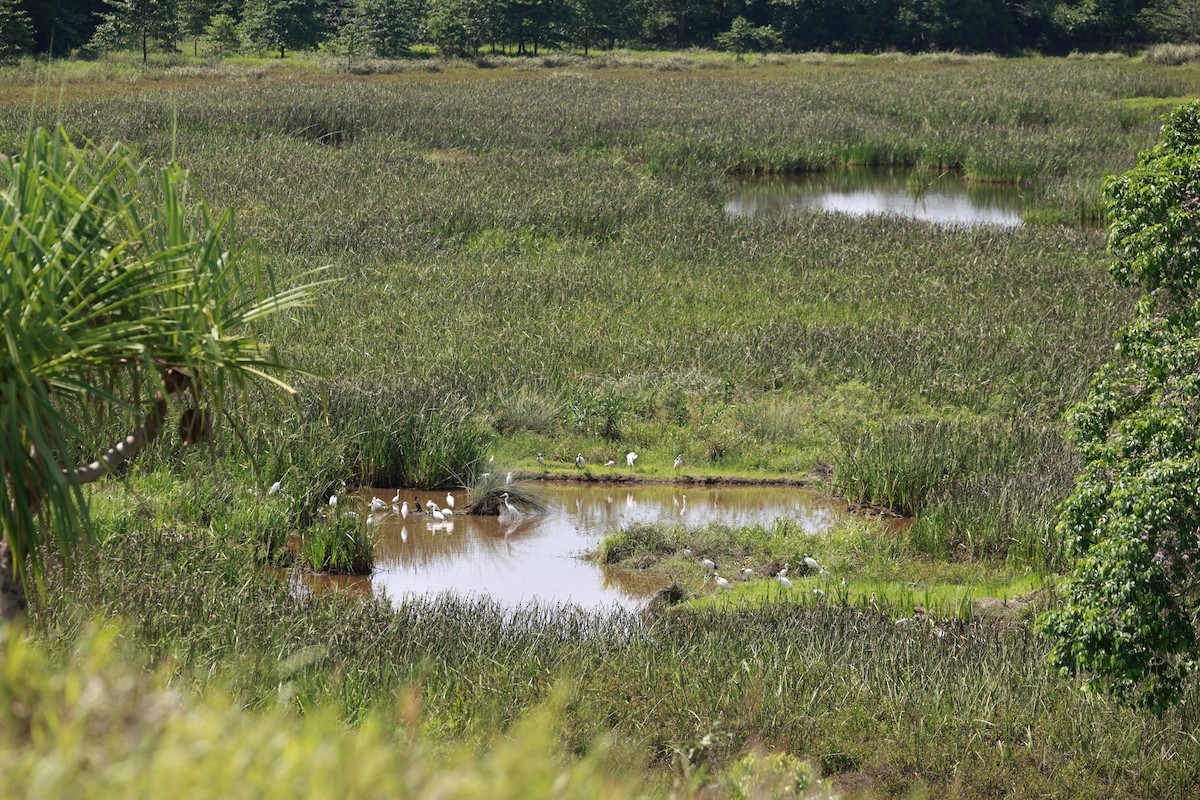 Royal Spoonbill - ML646593815