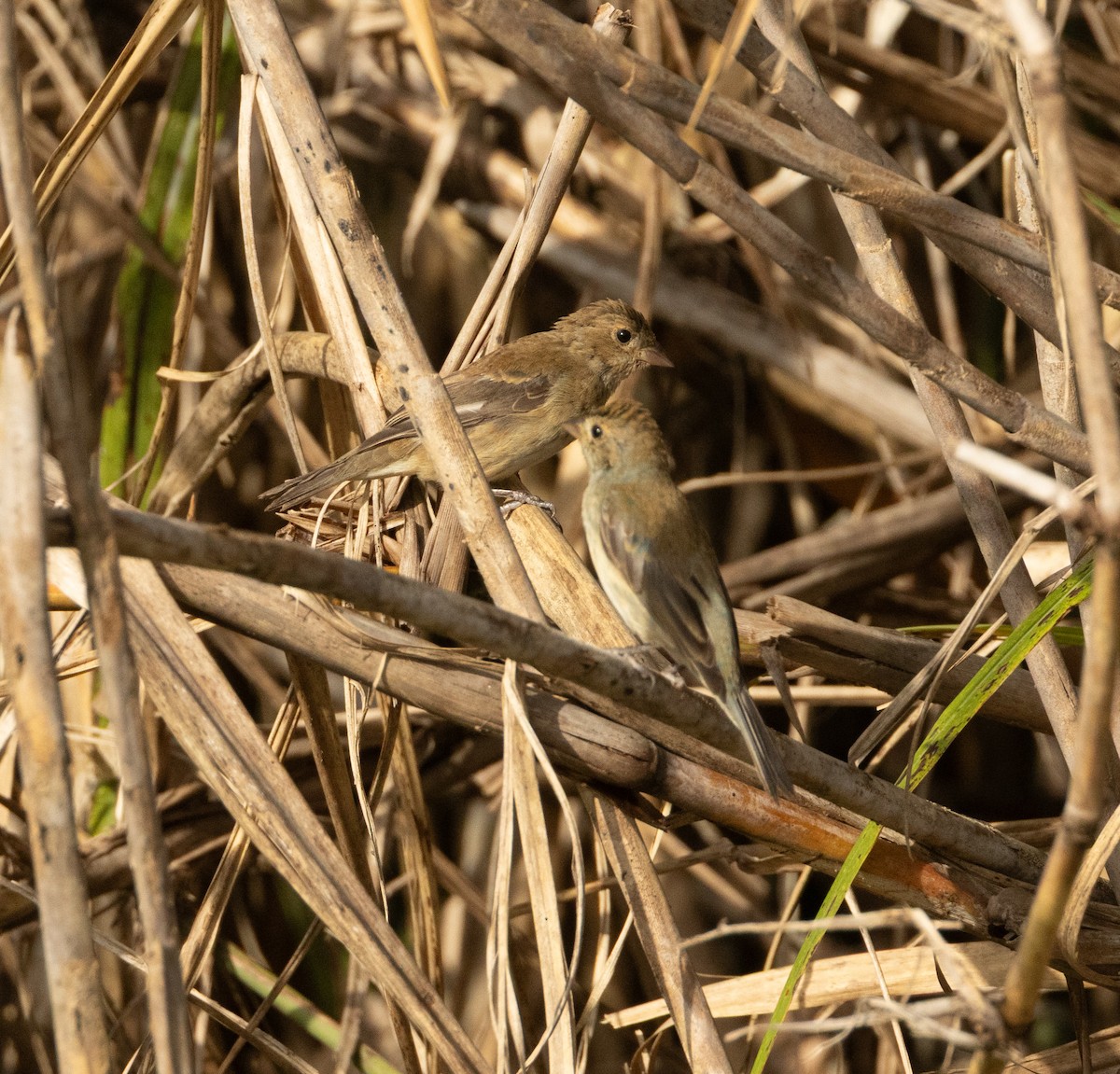 Indigo Bunting - ML646593817