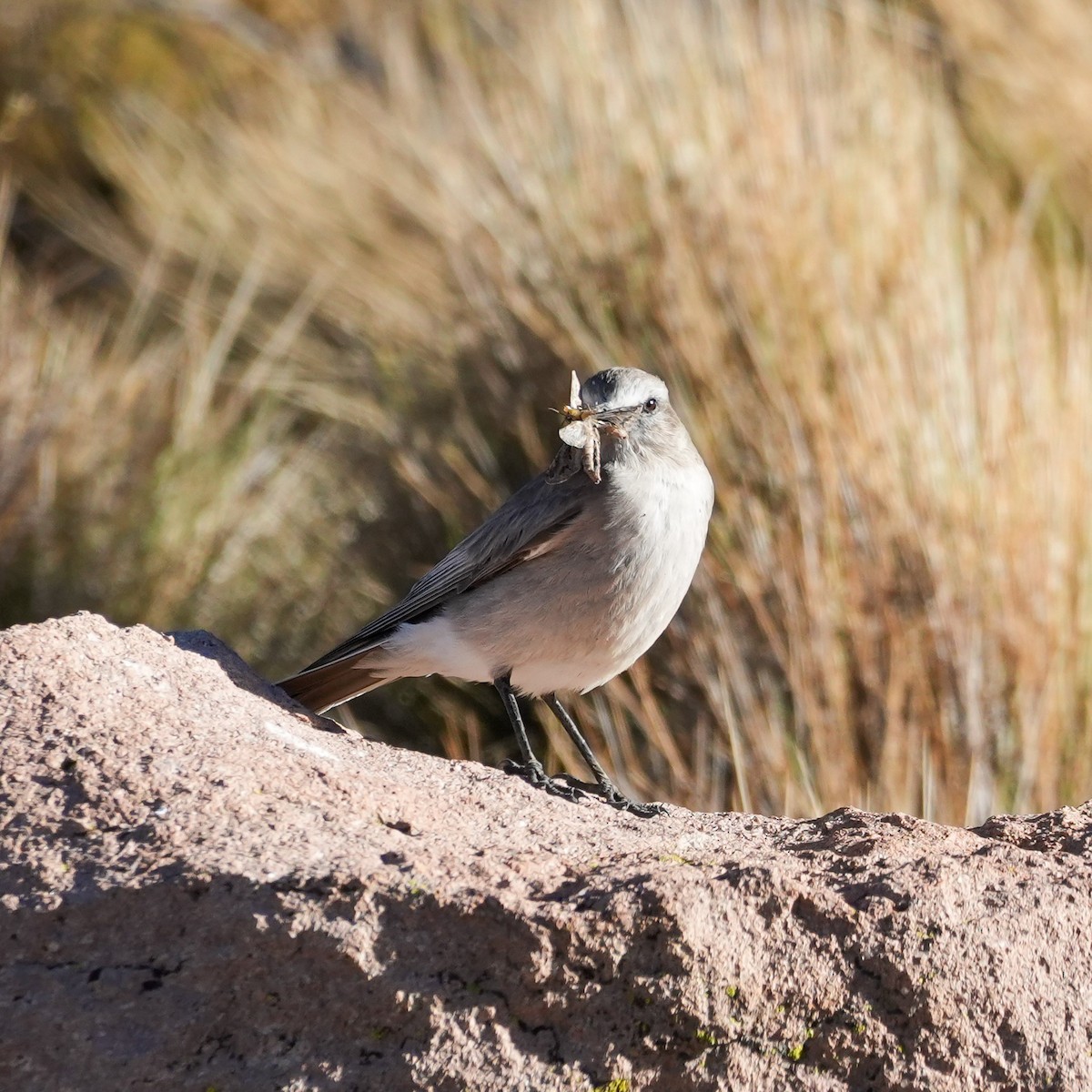 White-fronted Ground-Tyrant - ML646593818