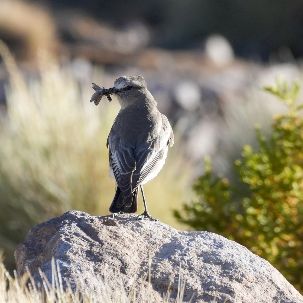 White-fronted Ground-Tyrant - ML646593819
