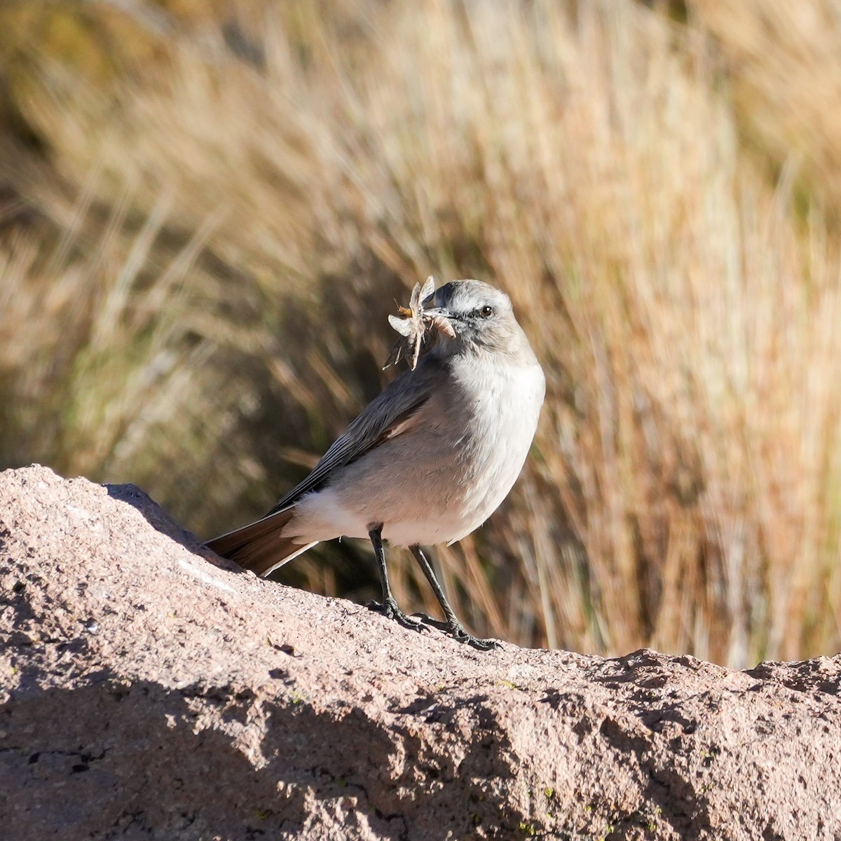 White-fronted Ground-Tyrant - ML646593820