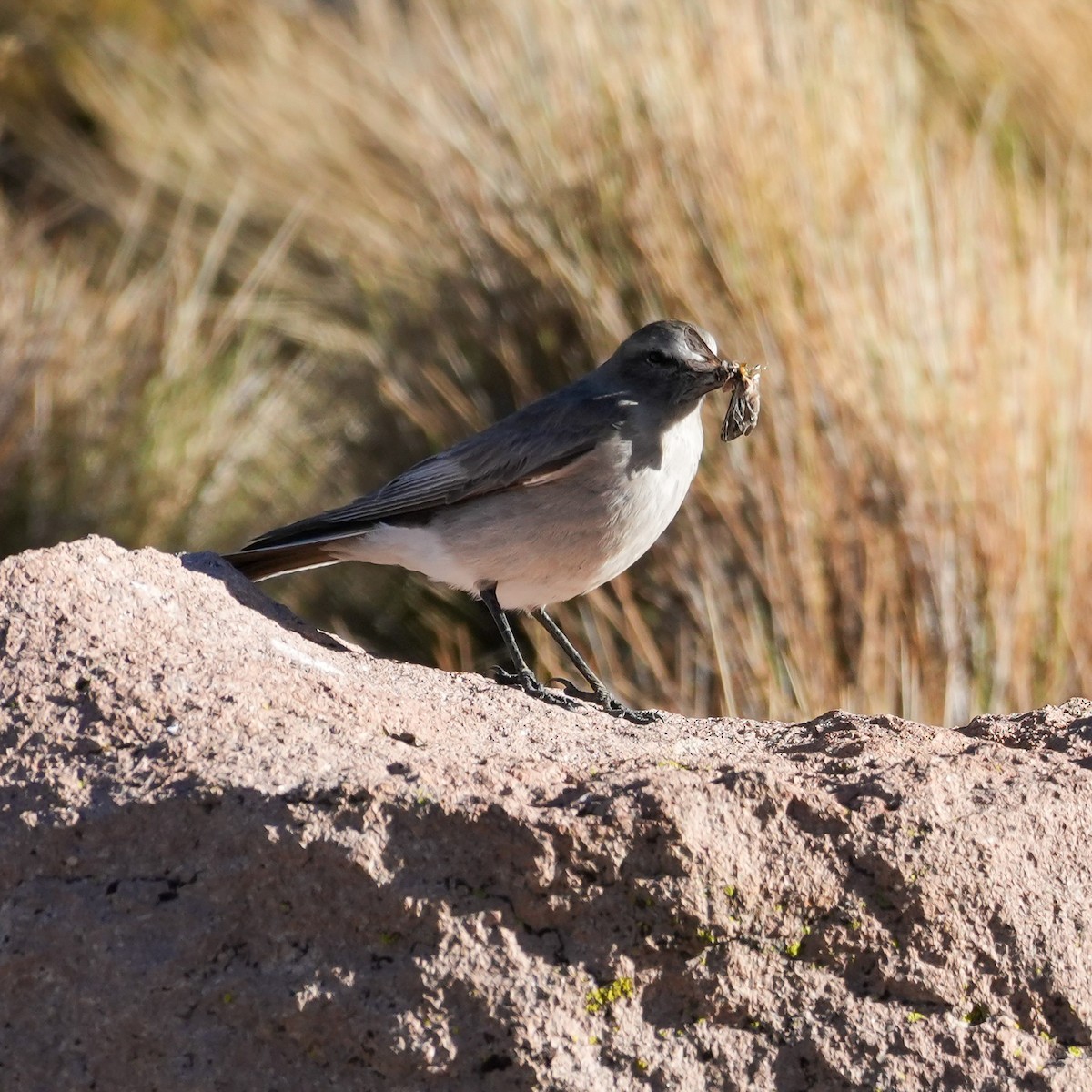 White-fronted Ground-Tyrant - ML646593821