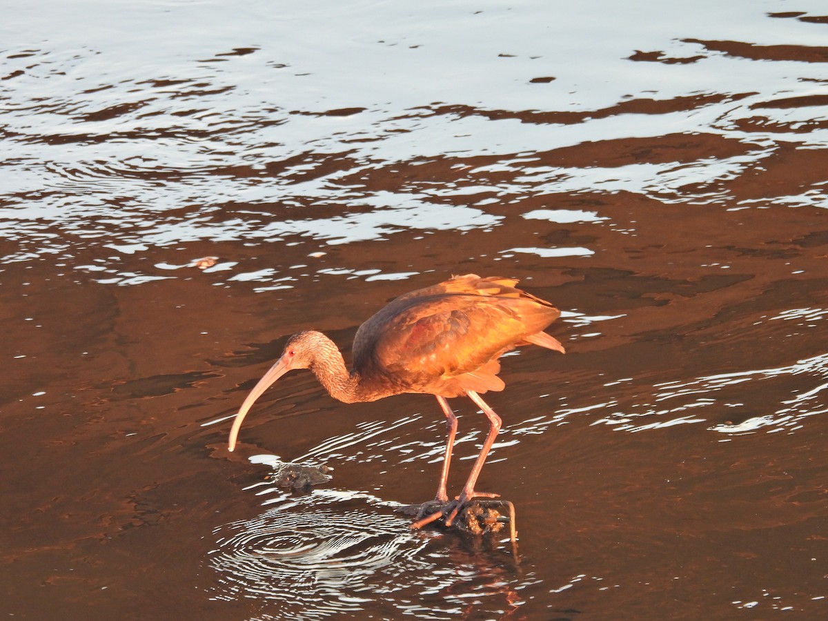 Beltzaran musuzuria - ML646593822