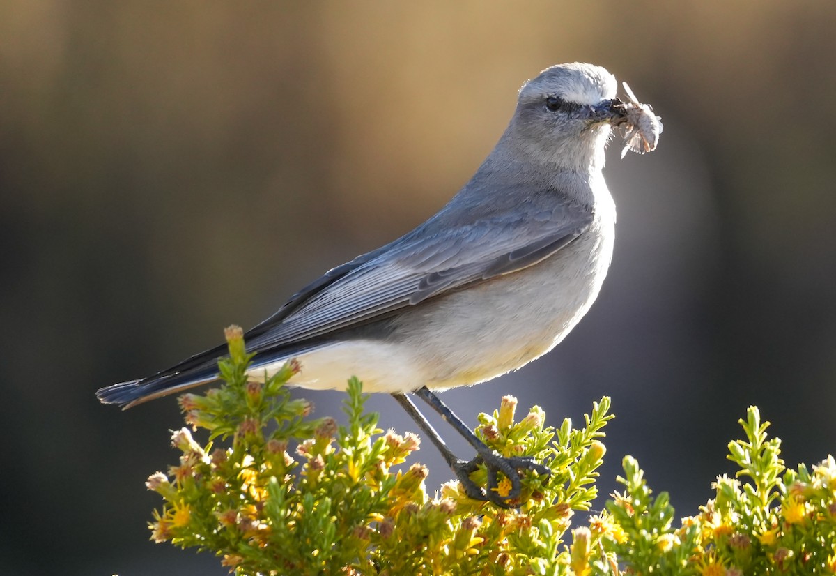 White-fronted Ground-Tyrant - ML646593823