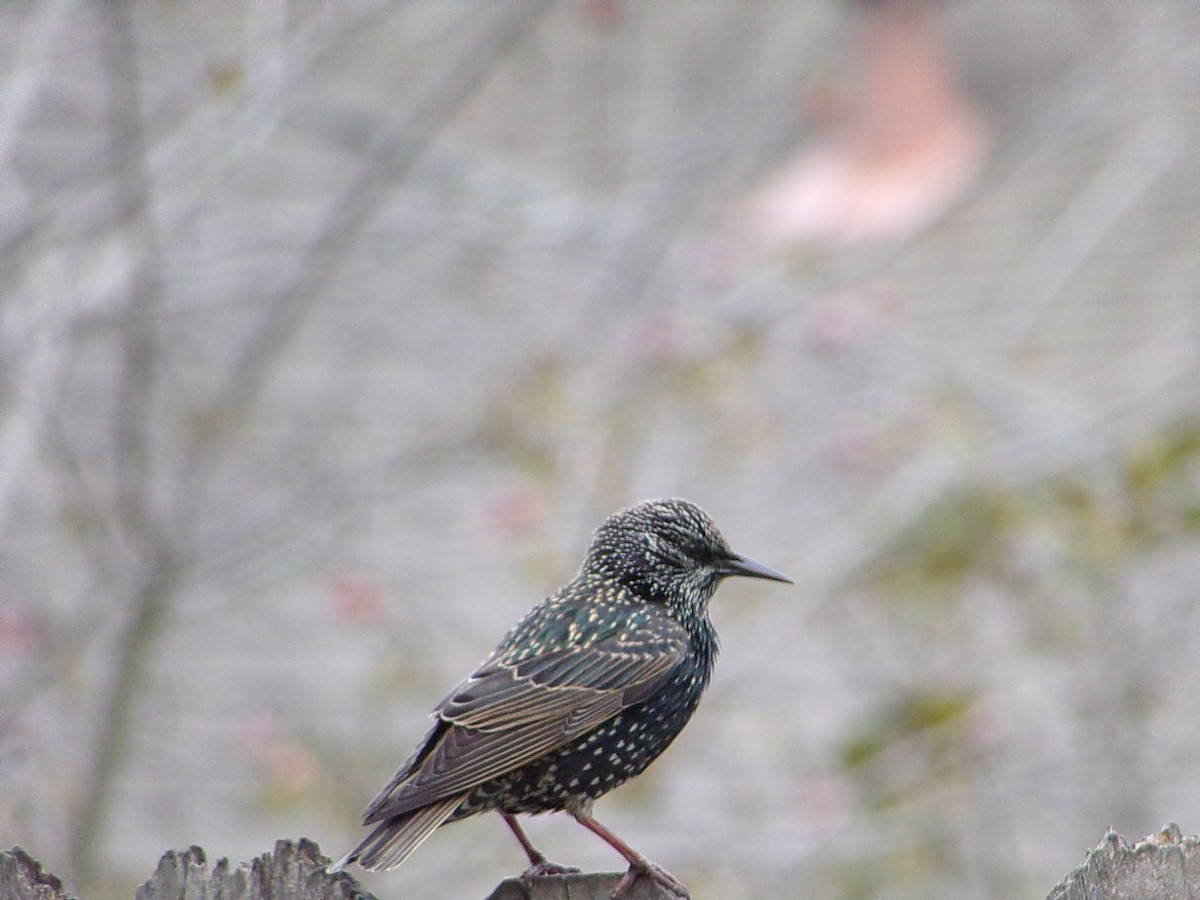 European Starling - ML646593824