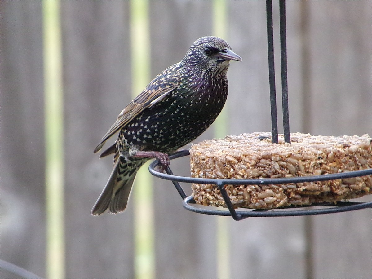 European Starling - ML646593825