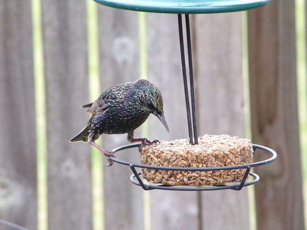European Starling - ML646593826
