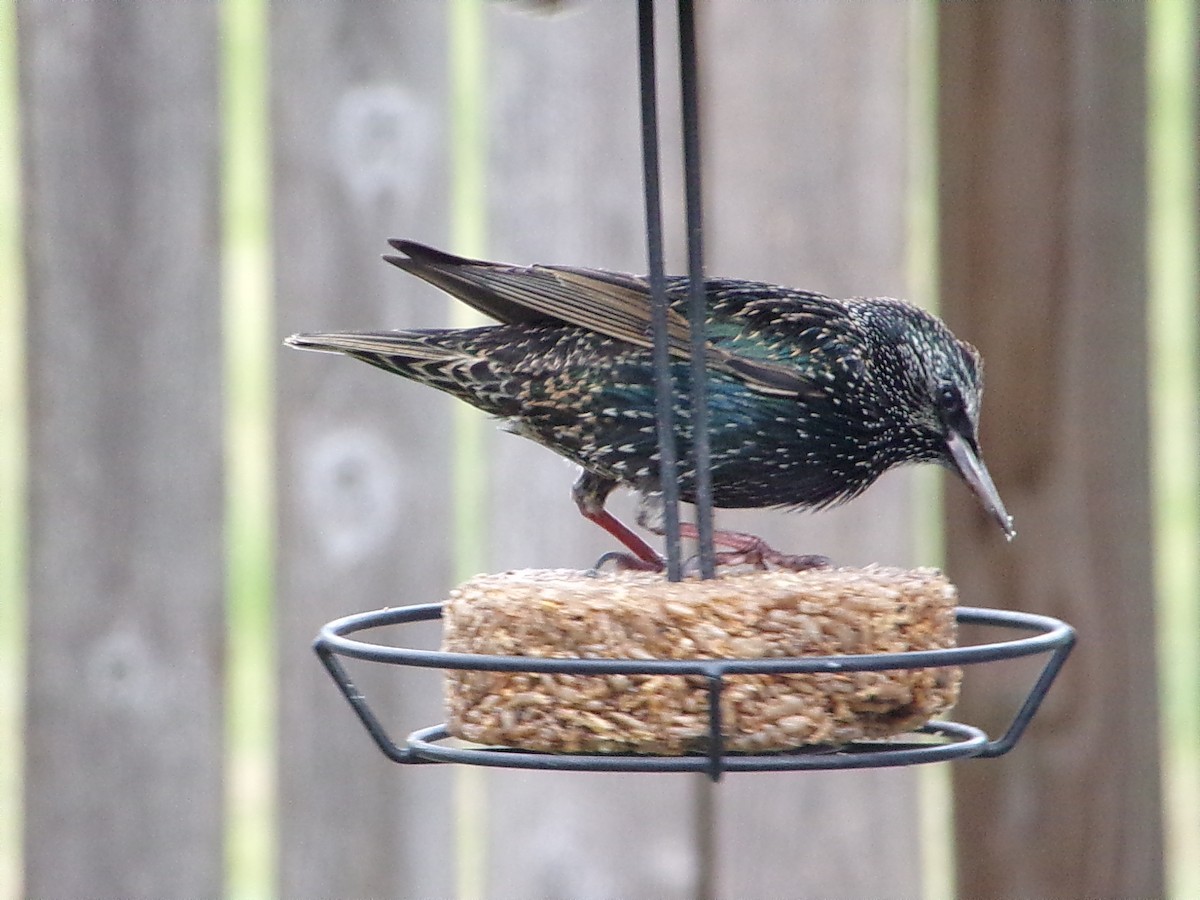 European Starling - ML646593827