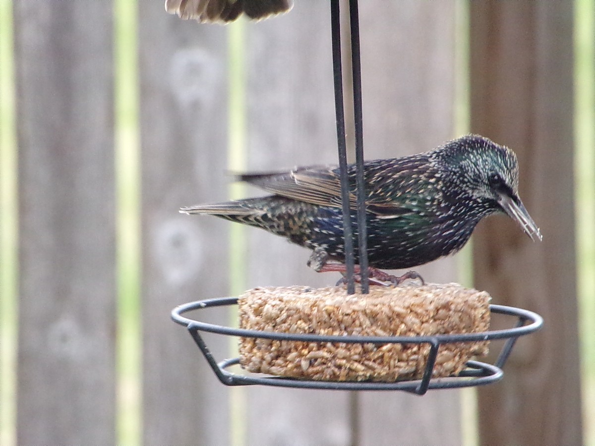 European Starling - ML646593828