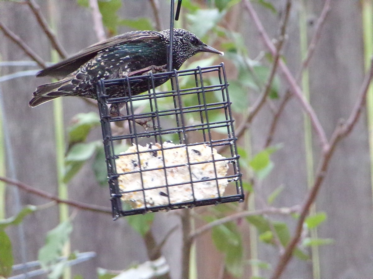 European Starling - ML646593829