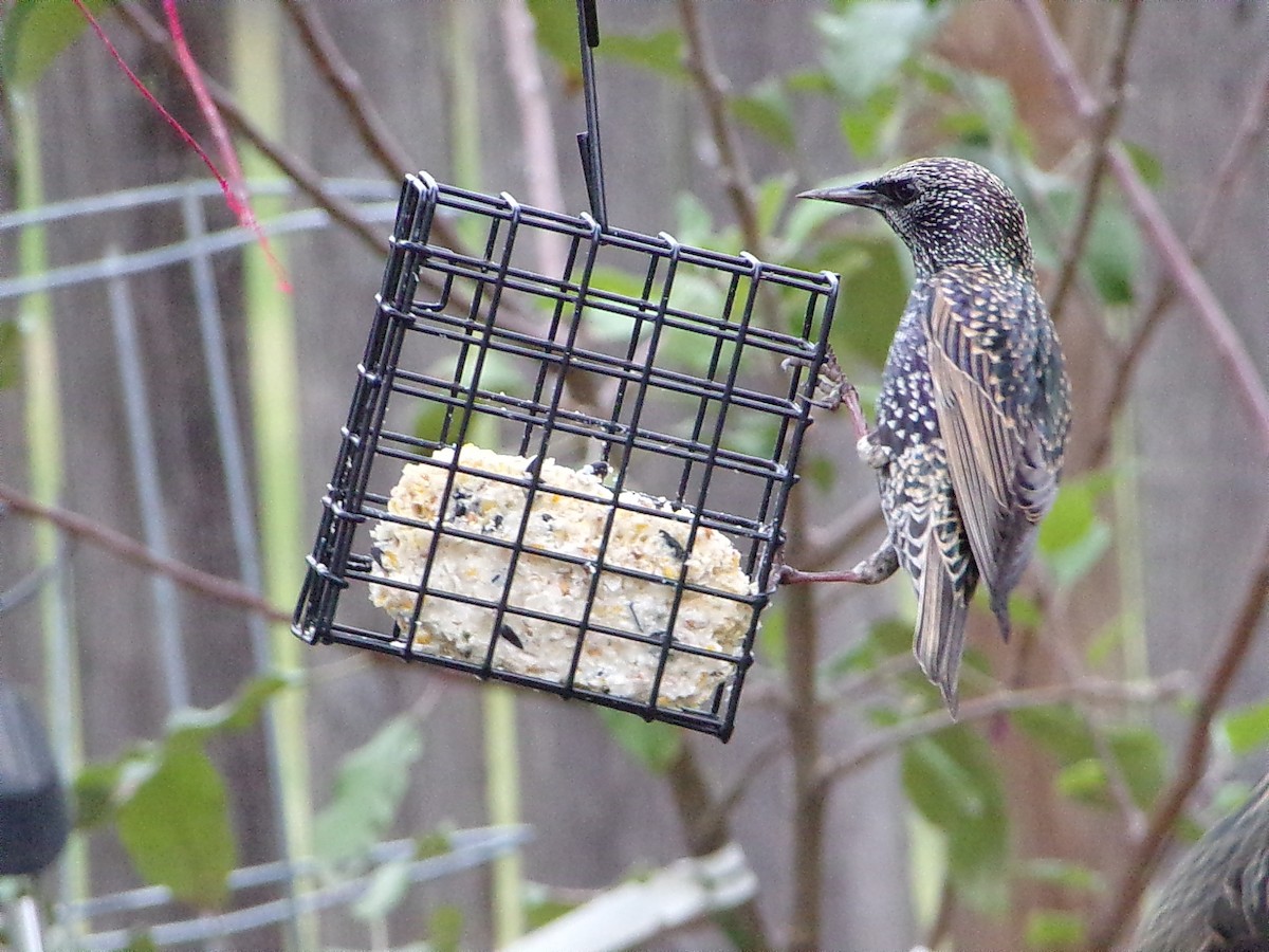European Starling - ML646593830