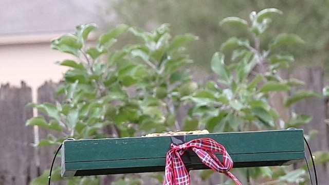 European Starling - ML646593831