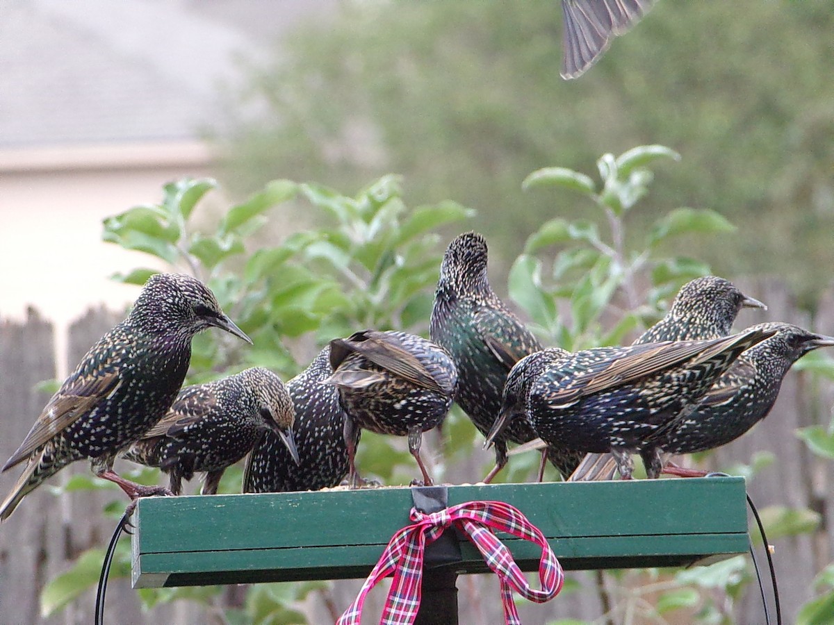 European Starling - ML646593832