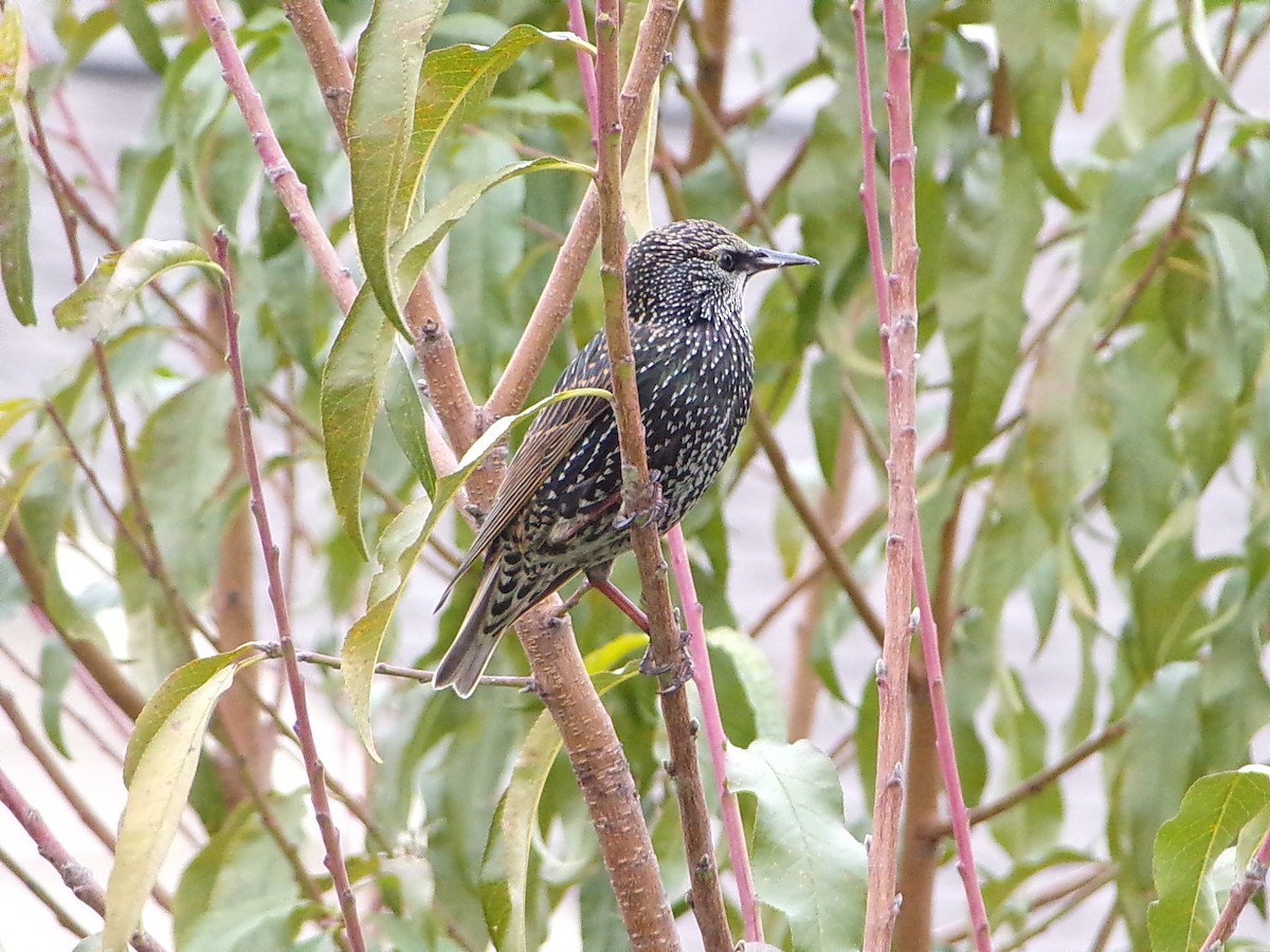 European Starling - ML646593833