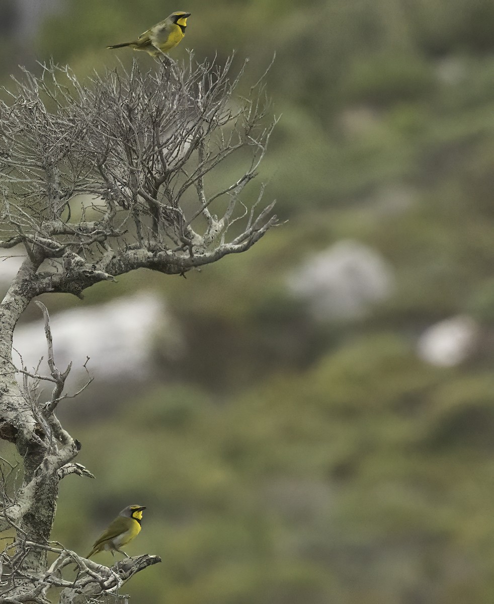 Bokmakiriwürger - ML646593834