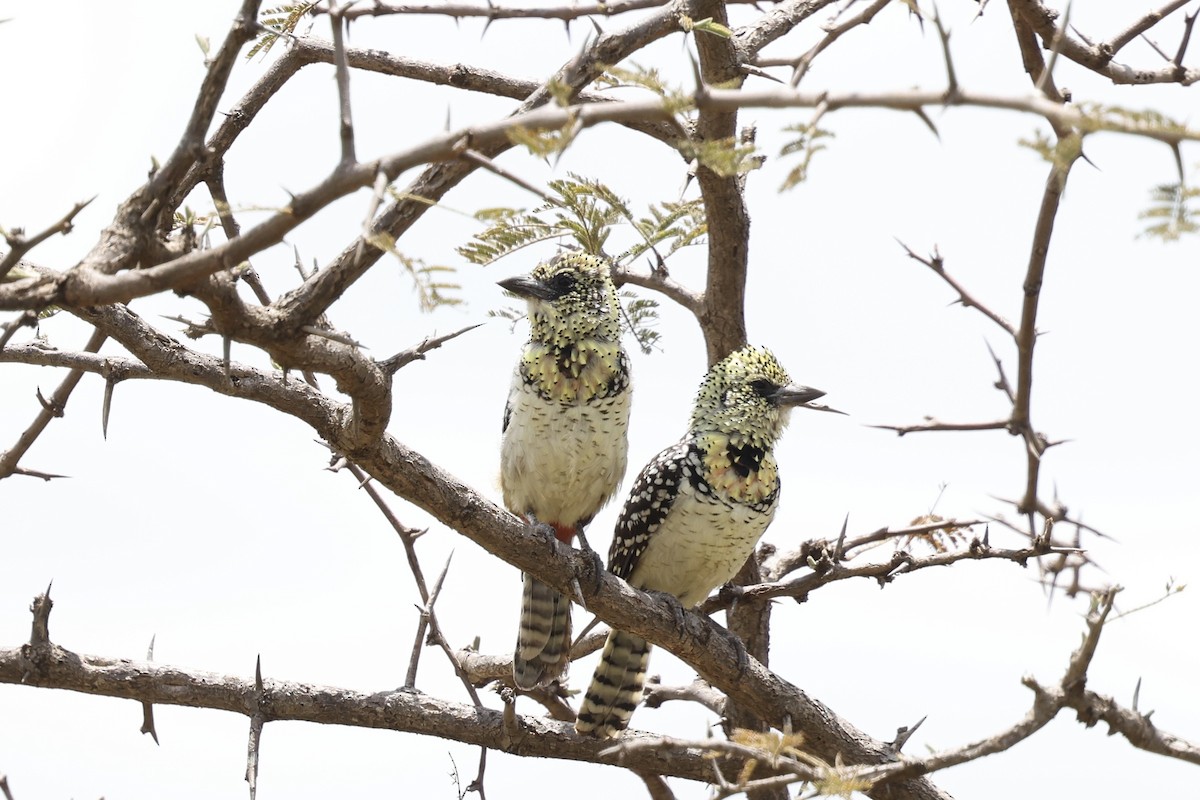 D'Arnaud's Barbet (Usambiro) - ML646593838