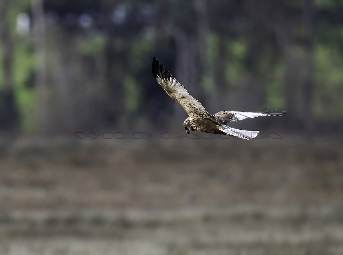 moták pochop - ML646593839