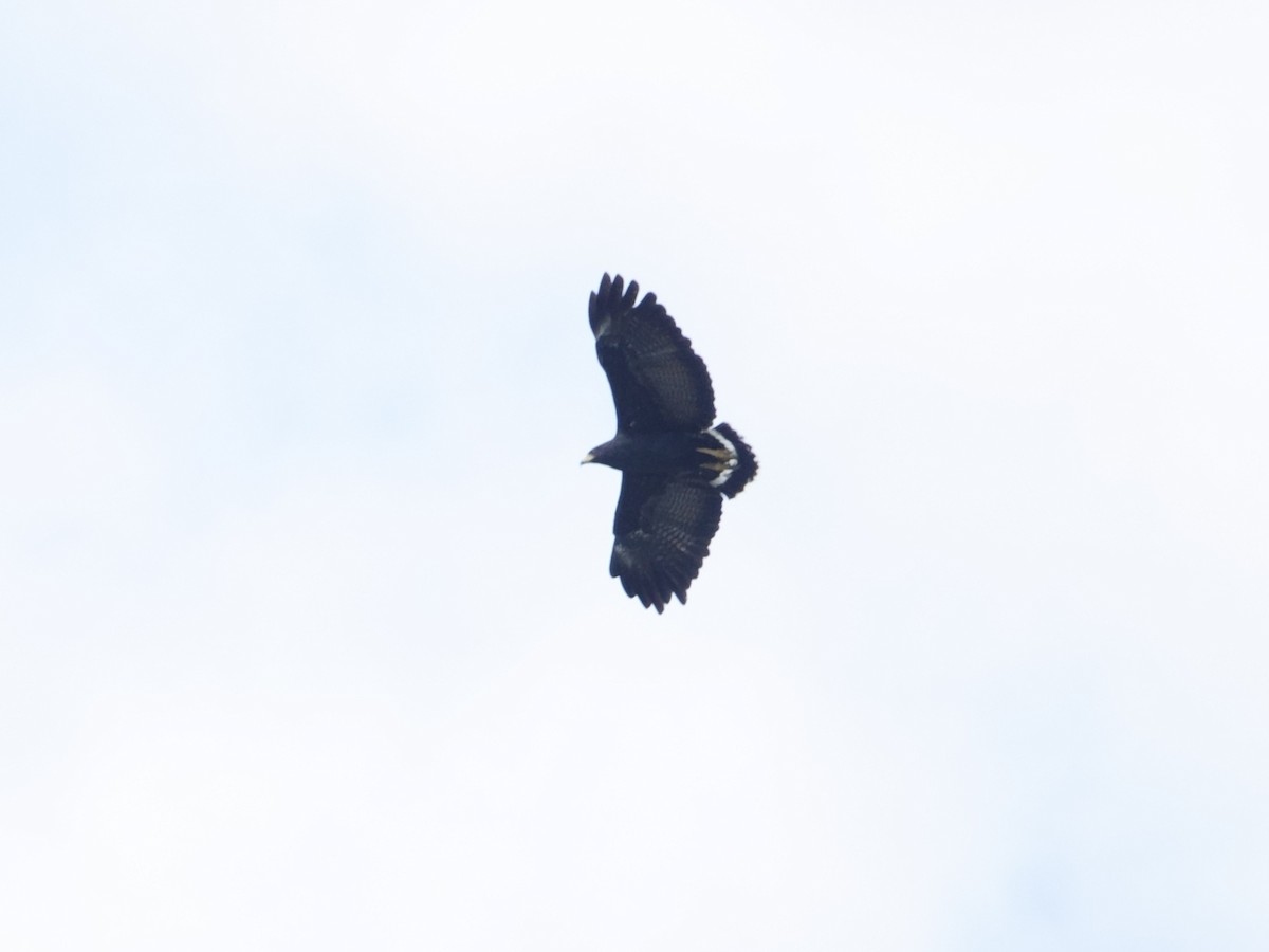 Канюк-крабоїд чорний - ML646593840