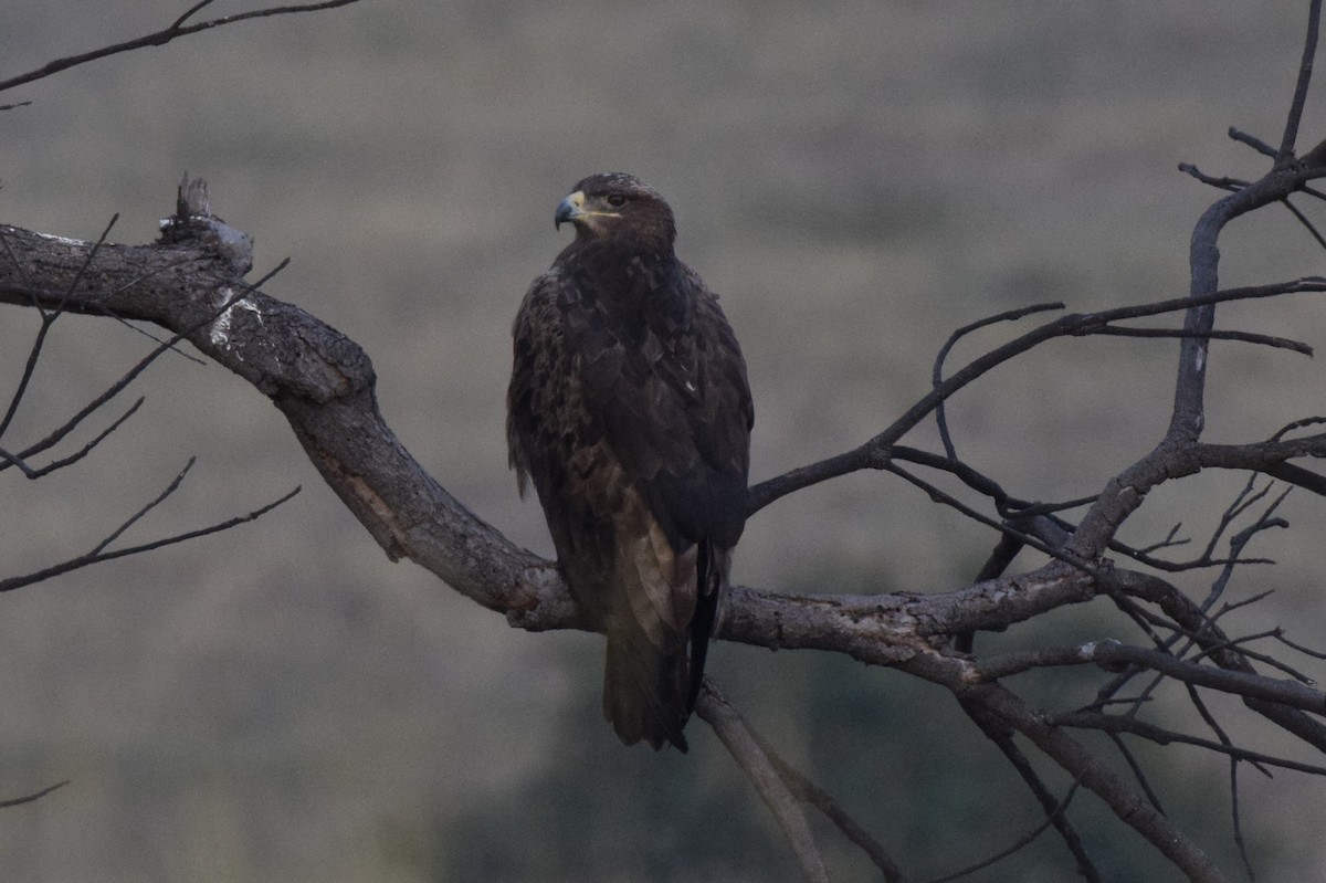 Steppe Eagle - ML646593842