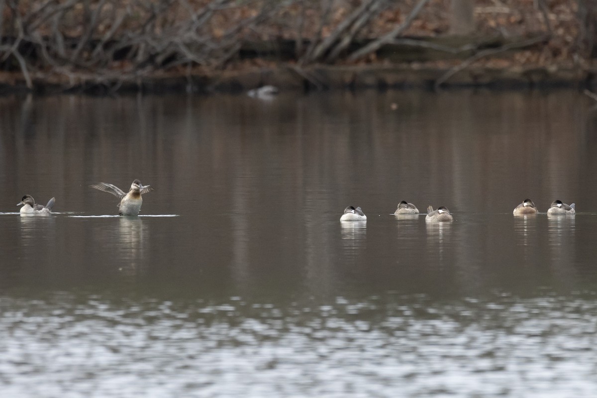 Amerika Dikkuyruğu - ML646593844