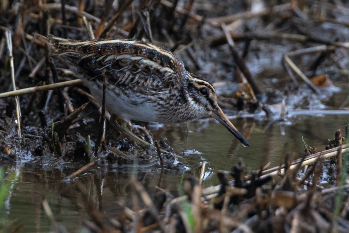 Zwergschnepfe - ML646593854