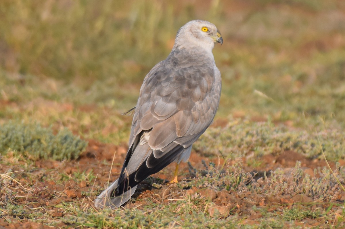 Pallid Harrier - ML646593862