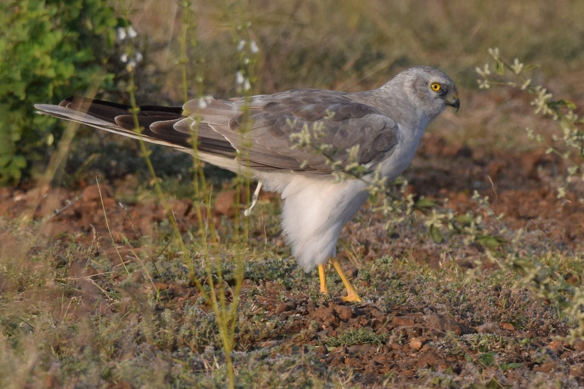 Pallid Harrier - ML646593863
