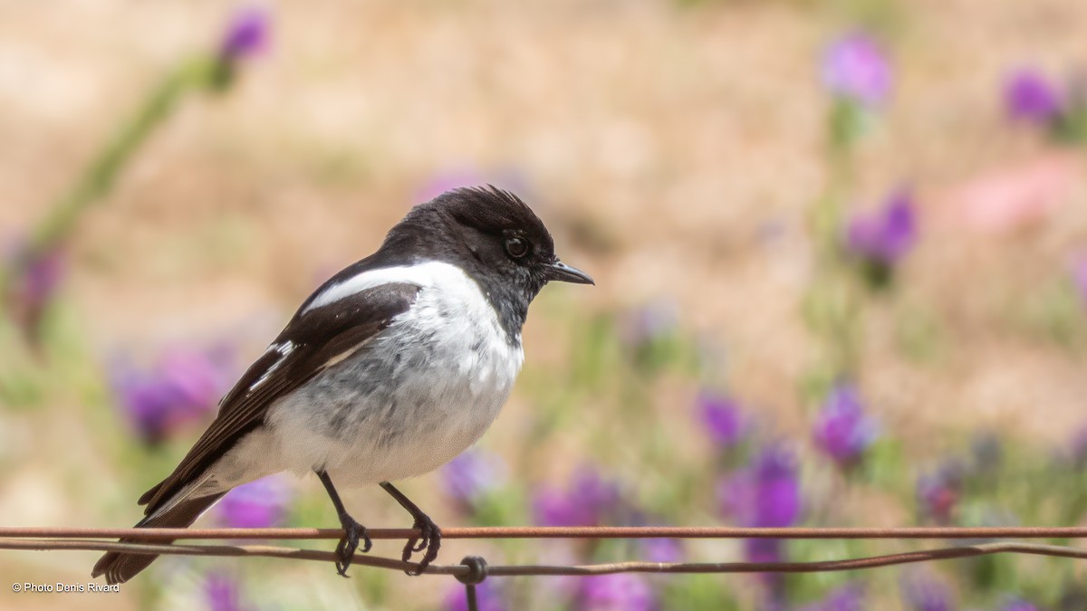 Hooded Robin - ML646593864