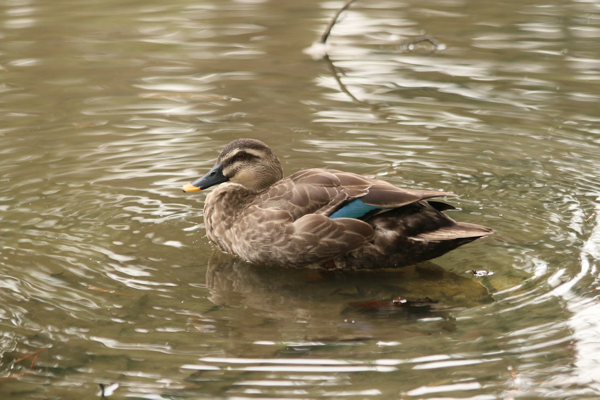 花嘴鴨 - ML646593866